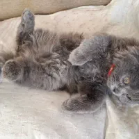 گربه|گربه|مشهد, احمدآباد|دیوار