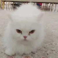 گربه پرشین ماده برای جفت گیری 8 ماهه