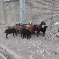گوسفند