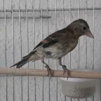 جوجه سهره قناری