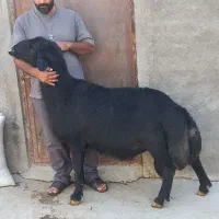 قوچ قره قزل