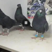 کفتر