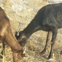 بز با کهره نر دوماه