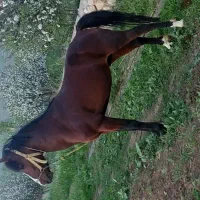 اسب 3 ساله