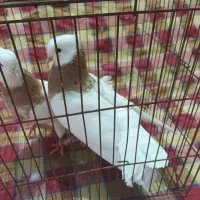 تعدادی کبوتر