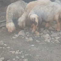 شیشک مهر