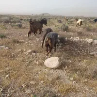 میش چاق داشتی و گوشتی ب