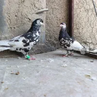 کبوتر