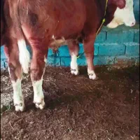 گوساله|حیوانات مزرعه|میاندوآب, |دیوار