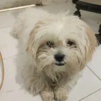 واگذاری شیتزو فلت