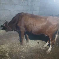 گاو دورک شکمدار ۱۰روز مند به زایمان
