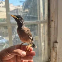 جوجه مینا
