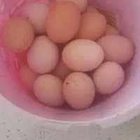 تخم مرغها محلی نطفه دار
