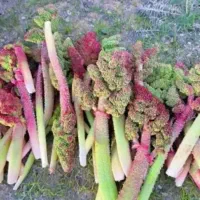 ریواس|خوردنی و آشامیدنی|بروجرد, |دیوار
