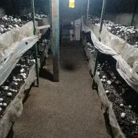 قارچ به قیمت گروه