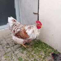 خروس ویاندوت