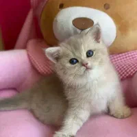 شرایط نگهداری گربه دارم واگذاری قبول میکنم