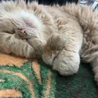 موکای خاص
