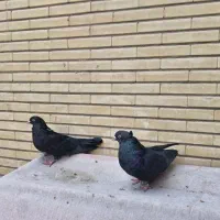 اصفهانی سیاه نک سرخ