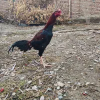 خروس لاری اصل