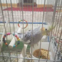 عروس هلندی با قفس