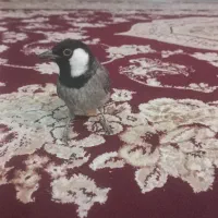 قناری دستی