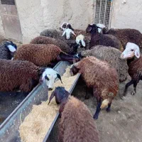 بره ماده برا قربانی