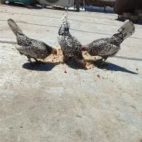 مرغ سیبرایت