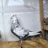 جفت کبوتر دمبی بسته