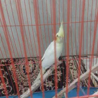 عروس هلندی