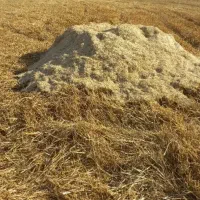 کاه گندم وجو