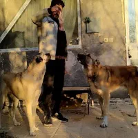 سگ سراب