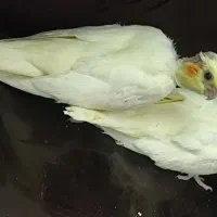 جوجه عروس هلندی دستی