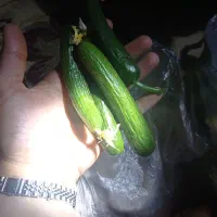 خیار|خوردنی و آشامیدنی|نوشین شهر, |دیوار