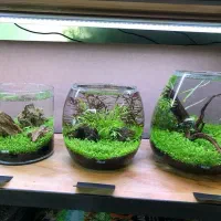 کاشت چمن در تنگ ماهی (سبزه ای خاص برای عید)