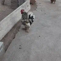 خروس پاکوتا