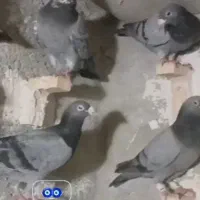 دسته کفتر 17تایی جهرم
