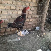 خروس مخصوص نگه داشتن