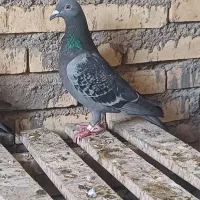 عراق گرفتنی