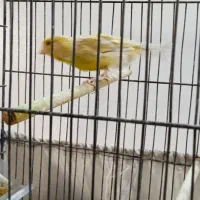 قناری ماده