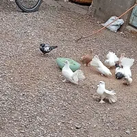 کفتر|پرنده|سیرجان, |دیوار