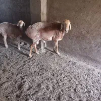 قوچ فروشی