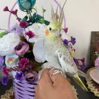 عروس هلندی با تجهیزات