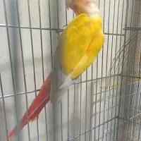 ردچیک مولد بالغ ماده