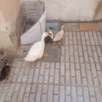 اردک