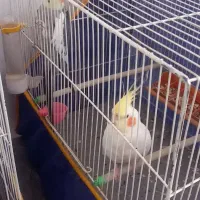 یک عدد مینا دو عدد عروس هلندی
