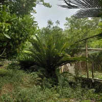فروش سیکاس