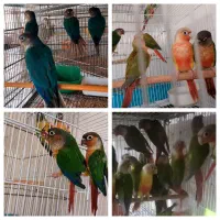 گرینچیکدآبی قرمزهمرنگ دانخور
