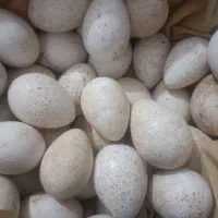 تخم بوقلمون و مرغ نطفه دار