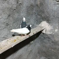 کبوتر طوقی
